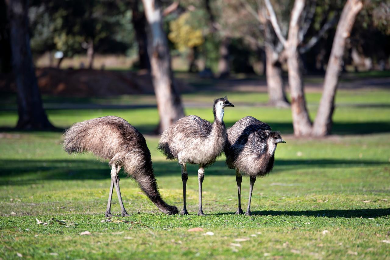 Breeze Holiday Parks - Grampians Halls Gap Extérieur photo